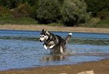 SIBERIAN HUSKY 663
